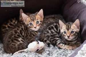 Pure and hypoallergenic Bengal kittens  cats