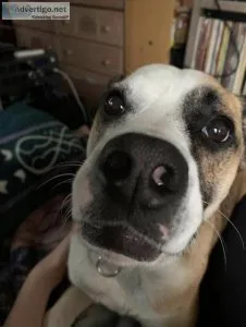 All breeds are healthy