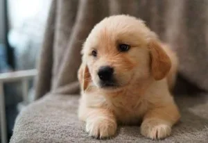 (AKc registered) golden retriever puppies for sale