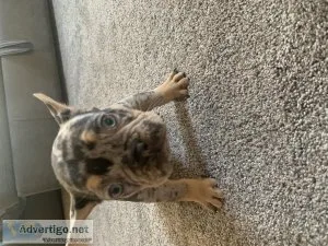French Bulldogs