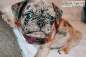 Pug puppies for sale near me