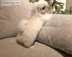 Lovely Pekingese Puppies ready