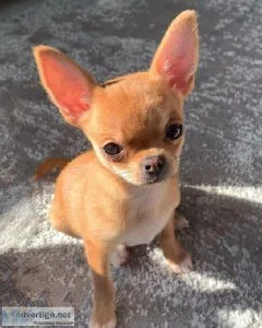 Two Chihuahua Puppies For Re-homing