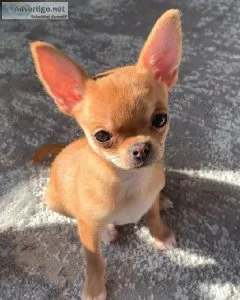 Beutifull Chihuahua Puppies for Rehoming