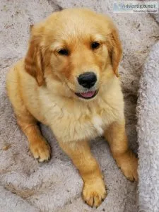 Akc golden retriever puppies