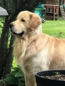 Golden Retriever Puppies Ready for Their New Families