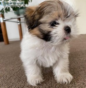 female shitzu puppies available for rehoming