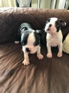 Beautiful and Healthy Boston Terrier babies Available.