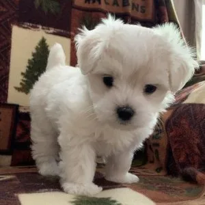 Home Raised Maltese Puppies