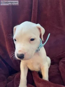 Purebred Argentian Dogo puppies for sale