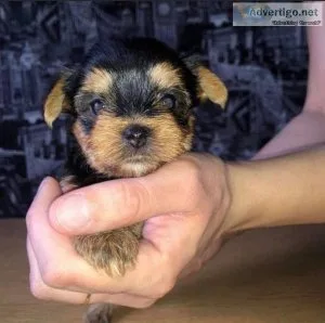 We have yorkie pups looking for a new home just send a message