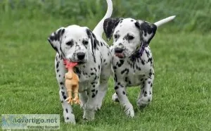 AKC registered Dalmatian puppies