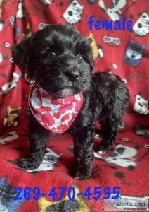 schnoodle puppies