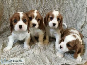 Adorable and Healthy Cavalier King Charles Puppies