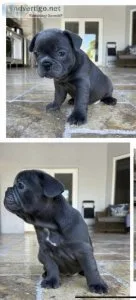 8 week old French bulldog