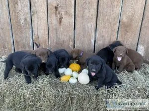AKC Registered Labs