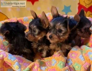 Outstanding Purebred Mini Yorkie Puppies