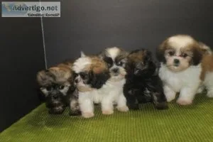 Gorgeous Purebred Shih Tzu Puppies