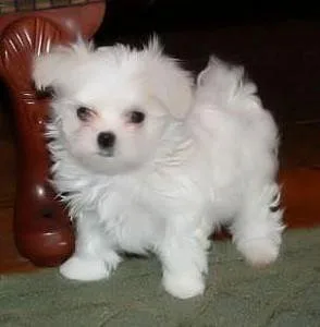 Awesome T-Cup Maltese Puppies Available