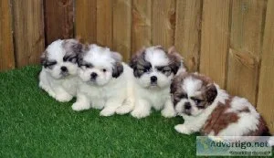 Purebred Home Raised Shih Tzu Puppies
