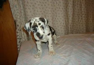 Great Dane Puppies