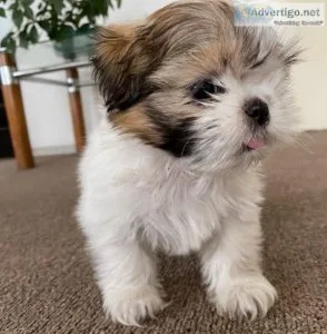 Pure breed shitzu puppies Ready for New Home