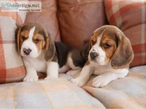 Adorable Purebred Beagle Puppies