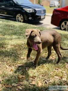 Lab mix puppy