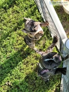 French Female Bull Dog puppy