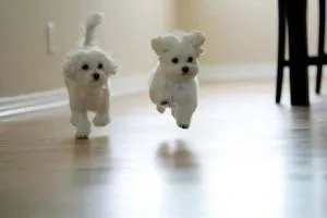 Well Socialized Maltese Puppies