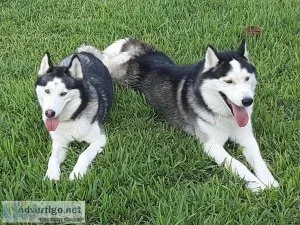 siberian husky exotic colors
