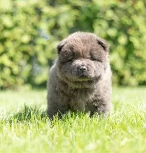 beautiful chow chow pups
