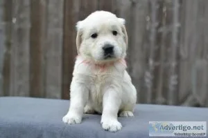 Purebred Golden Retriever Puppies