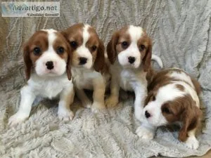Outstanding Purebred Cavalier King Charles pups