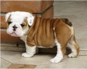 Healthy English Bulldog 500.00
