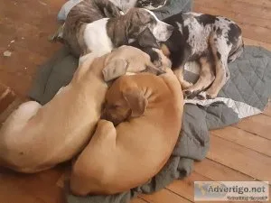 Puppies