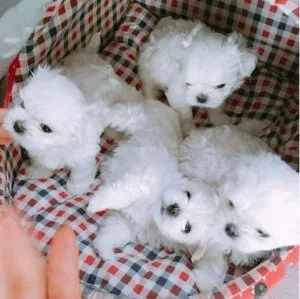 Purebred Lovely Mini Maltese Puppies