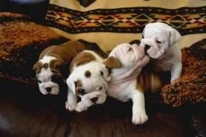 English Bulldog Available for Re-homing 100.00