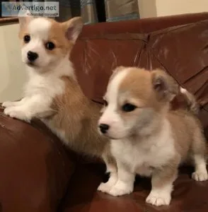Gorgeous Healthy Welsh corgi Pembroke Puppies