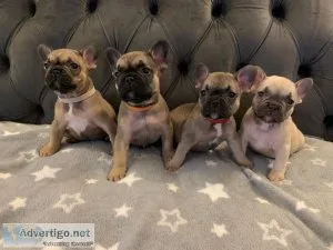 Home-raised Purebred French Bulldog Puppies