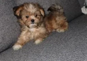 Adorable male puppy miki