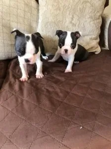 Lovely and Healthy Boston Terrier Puppies