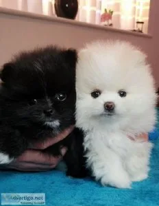 Amazing Purebred Mini Pomeranian Puppies