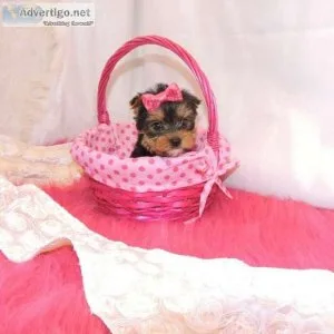 4 fantastic sweet teacup Yorkie puppies for sale.