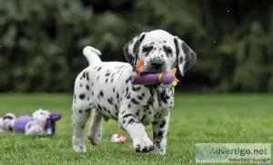 Adorable Dalmatian puppies