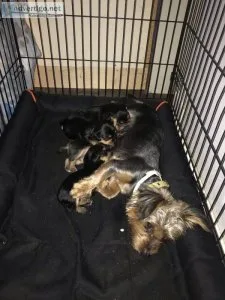 Yorkie puppies
