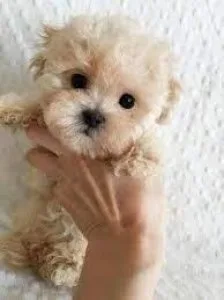 Female and Male Toy size MaltesePoodle