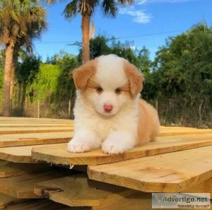Australian Shepherd puppies for sale akc
