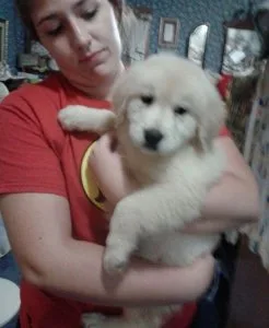 AKC Golden Retriever Puppies