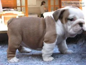 Gorgeous Bulldog Puppies